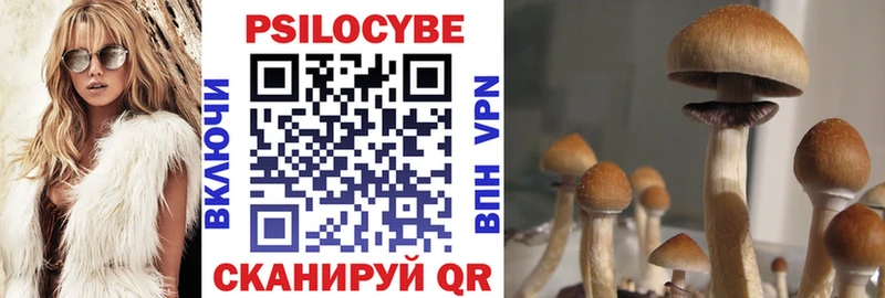 Псилоцибиновые грибы Psilocybe  Купить закладки  Сурск 